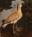 Brachvogel
